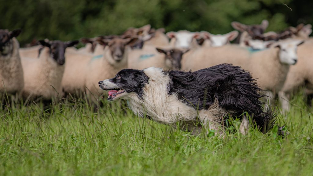 Quinn dog keeping the sheep safe