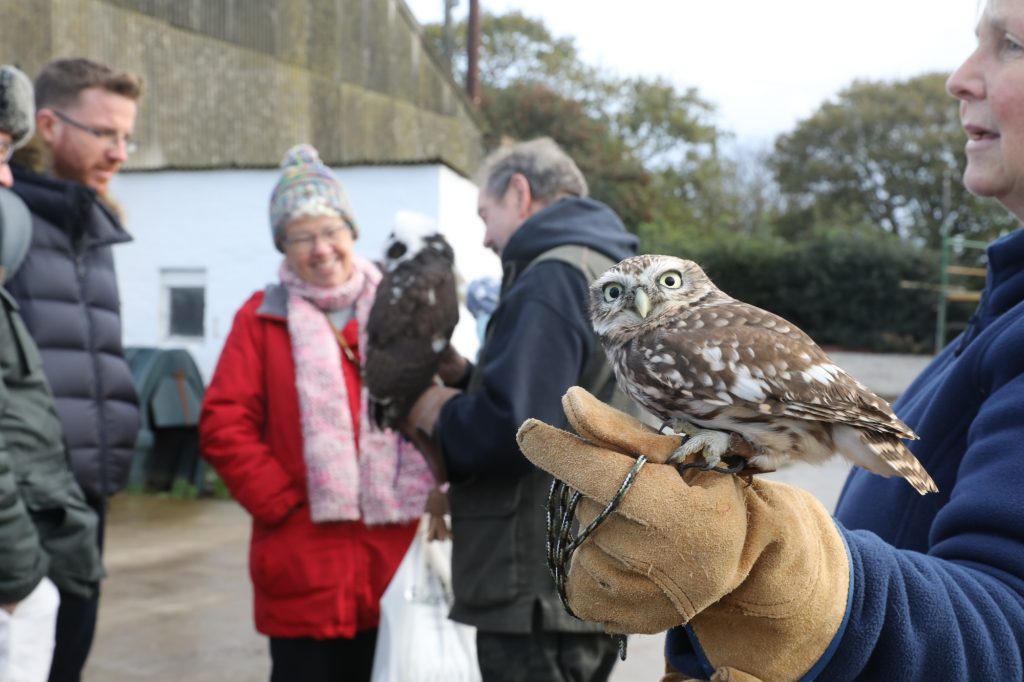 Show owls at a Ballakelly Farm Open Day