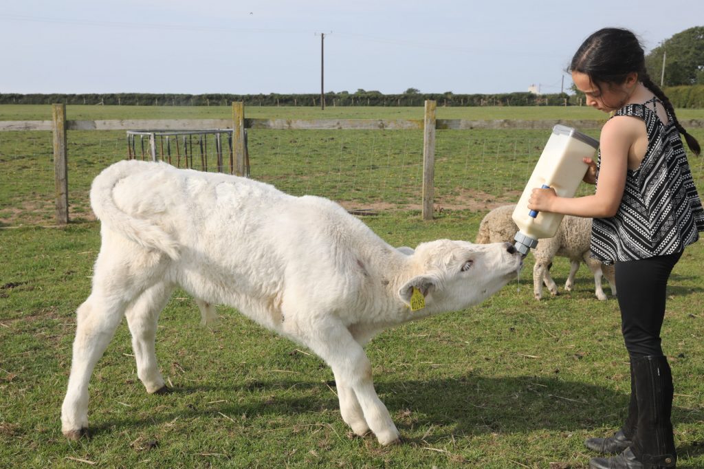 Feeding a calf