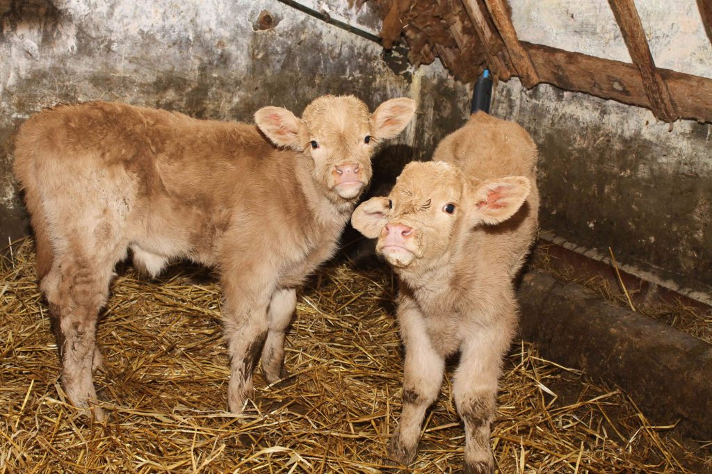 Healthy calves