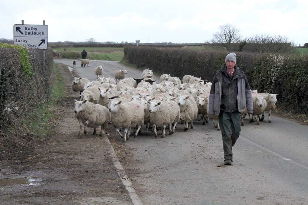 Moving sheep to the lambing shed