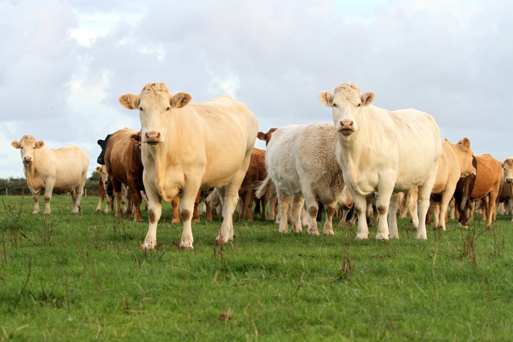 Stress-free life for Ballakelly cows