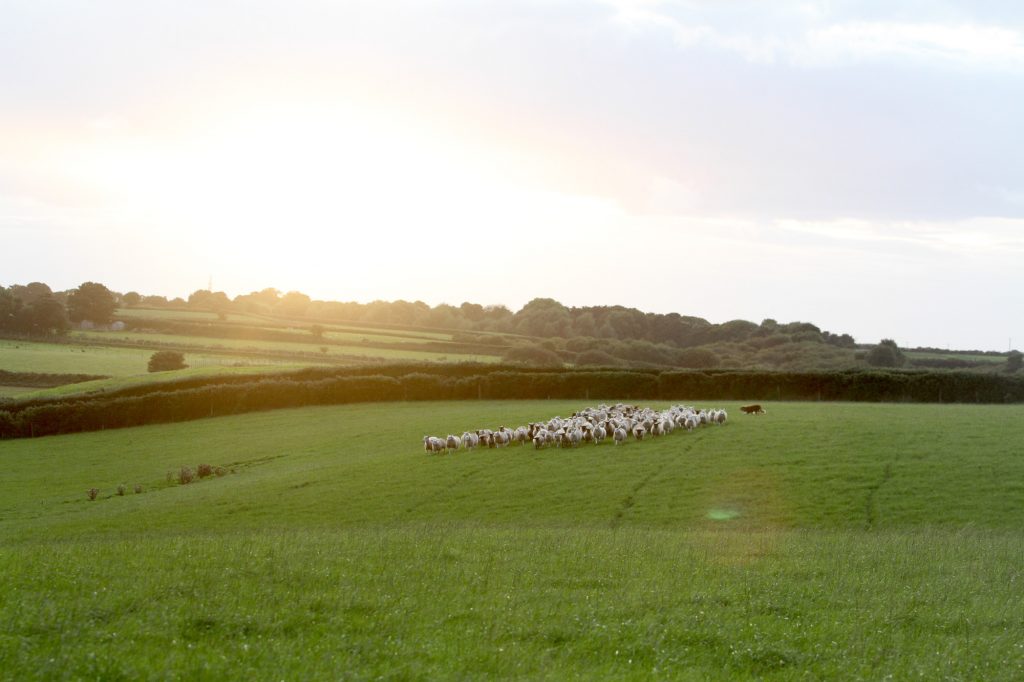 Sunrise over the sheep