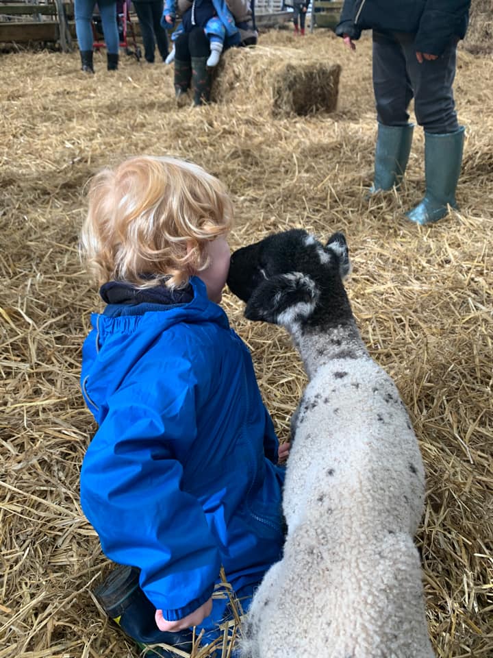 Meeting the sheep at a Ballakelly Open Day