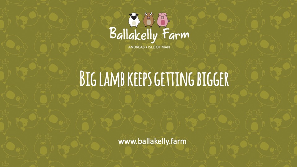 Lambing 2021: Big lamb getting bigger