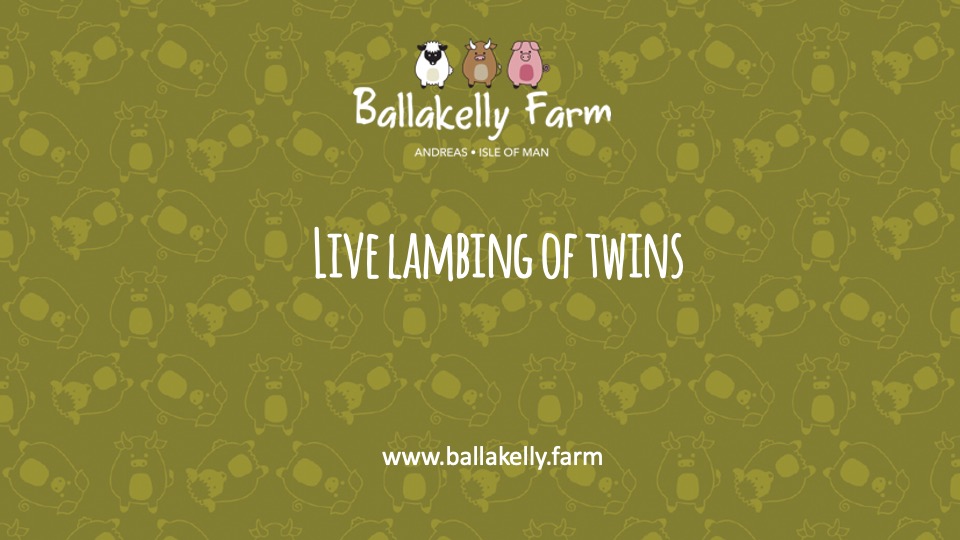 Lambing 2021: Actual live lambing of twins