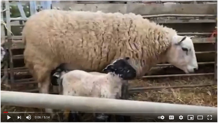 Lambing 2021: more weighing, plus biggest lamb of the season